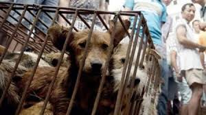 الصين: حظر أكل القطط والكلاب بعد انتشار وباء كورونا عالميا