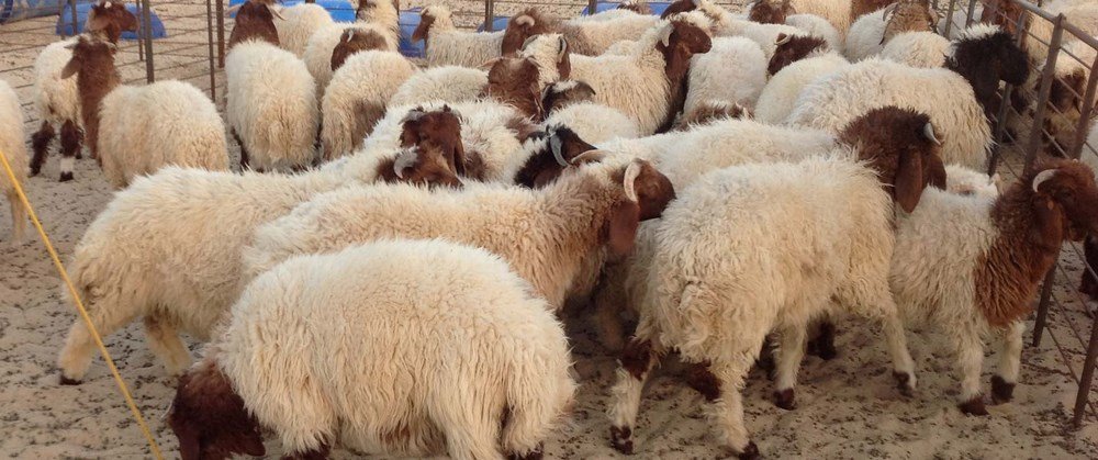 "الافتاء الأردنية" توضح ما يترتب على الجمعيات الخيرية الموكلة بذبح الأضاحي في حال تلف اللحوم بعد الذبح 