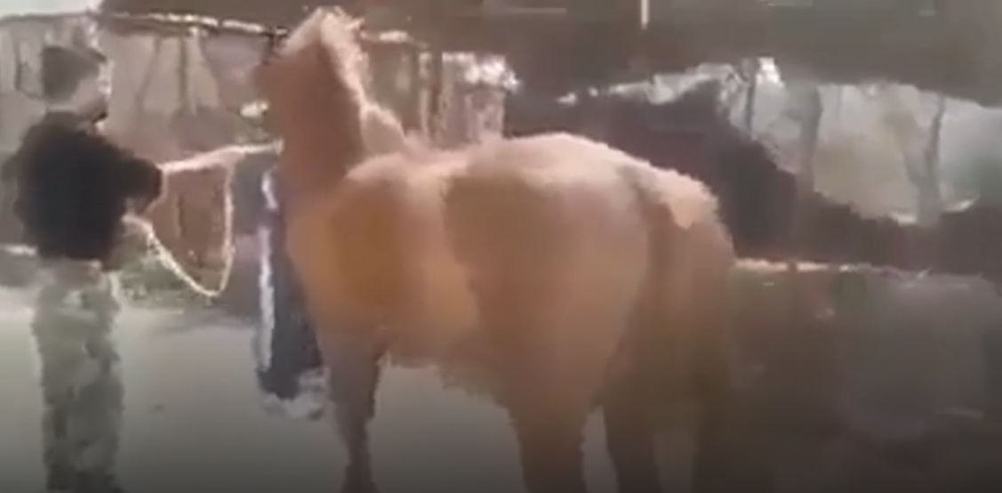 بالفيديو ..  "الشبيح" طلال الدقاق يلقي حصاناً بين فكّي أسدين جائعين في مشهد وحشي