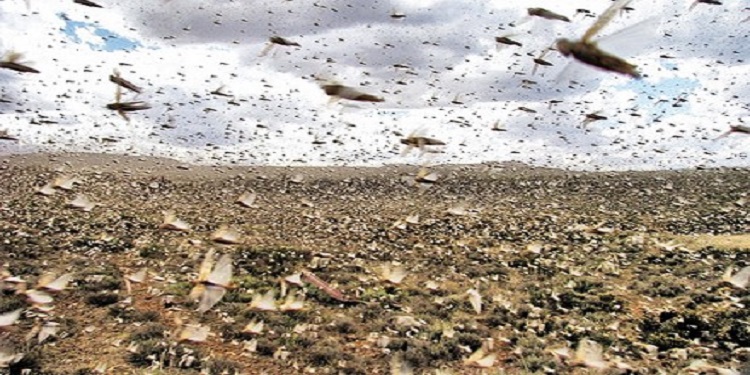 تنبيه هام من وزارة الزراعة حول وصول الجراد الصحراوي إلى الأراضي الأردنية  ..  "تفاصيل"