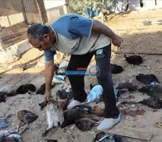 كلاب ضالة تقتل ٦٣ طير دجاج في الشوبك ..  صور