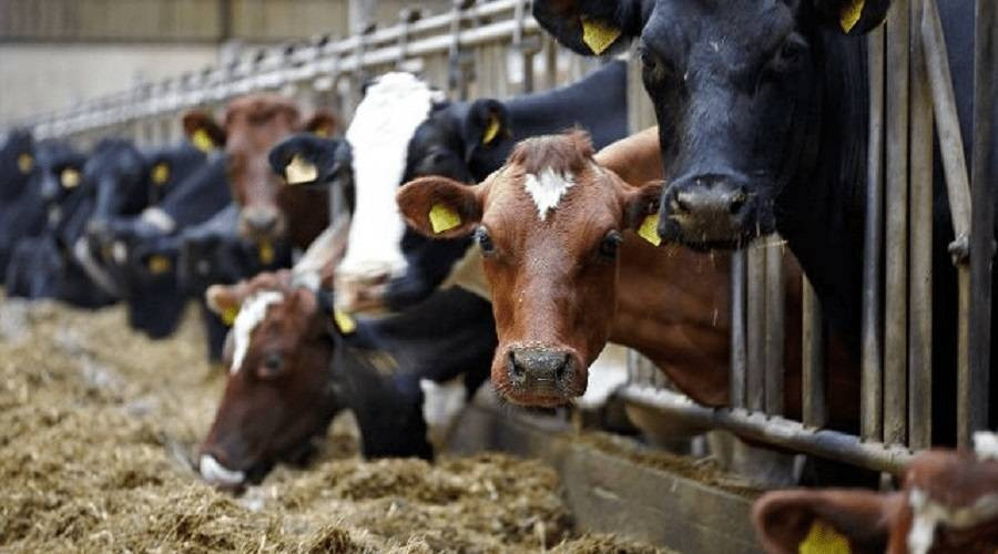 مربو الأبقار المتضررون ينفذون وقفة احتجاجية لتحقيق مطالبهم