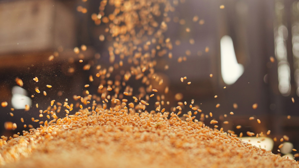 وزير الزراعة: الحكومة تشتري القمح المحلي بضعف أسعاره العالمية