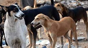 البترا: شكاوى متكررة من خطورة الكلاب السائبة ..  و "إقليم البترا" يعتبرها جزء من التنوع الحيوي