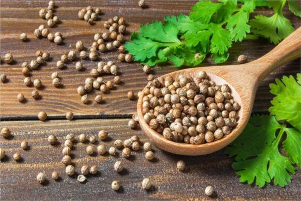 أضرار الكزبرة على الكلى: ما حقيقتها؟