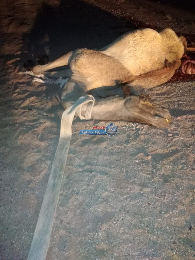 العقبة  .. وفاة شاب إثر صدم جمل على الطريق الصحراوي