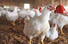 "أسعار الدجاج": 10 أيام من غياب الحل