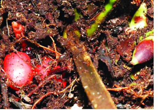 اكتشاف نخيل يزهر ويثمر تحت الأرض