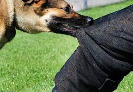 كلب مسعور ينهش جسد شاب وسيدتين بالأغوار الشمالية