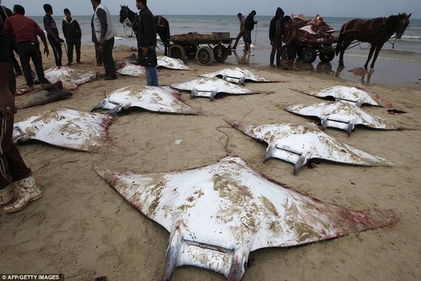 بالصور ..  ''إسرائيل'' منعت الصيد فجاء السمك إلى شاطئ غزة