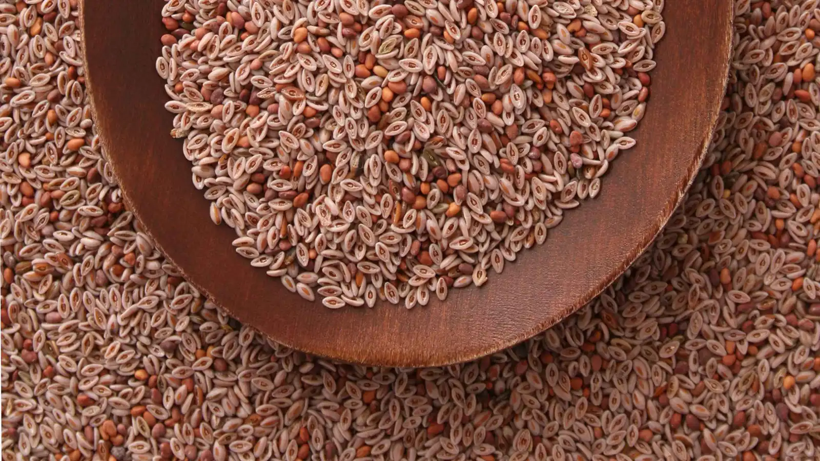 بذور لسان الحمل ..  سر الشعور بالشبع الدائم وحل مشاكل الهضم 