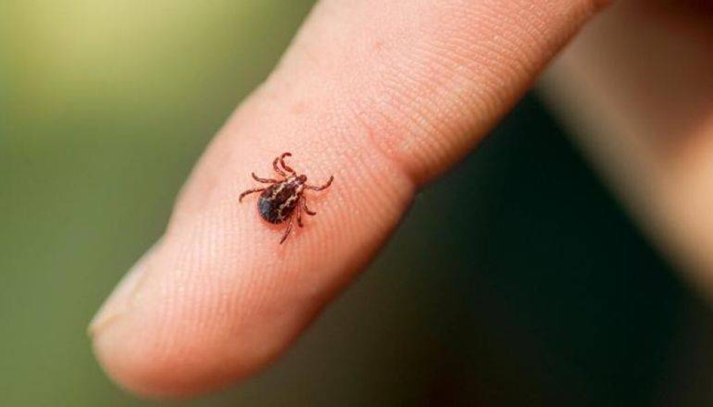 "مصاصة الدماء" ..  لدغتها تصيبك بأمراض خطيرة