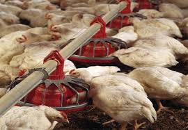 وفاة عامل اثر اصابة اثناء عمله بمزرعة دجاج في عجلون