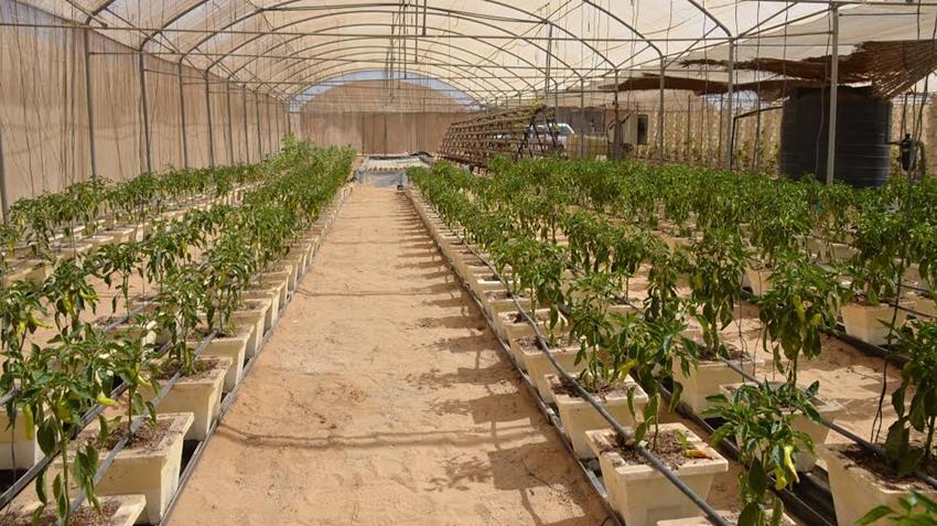 صرف 100 مليون دينار لدعم مشاريع زراعية منذ تموز 2021