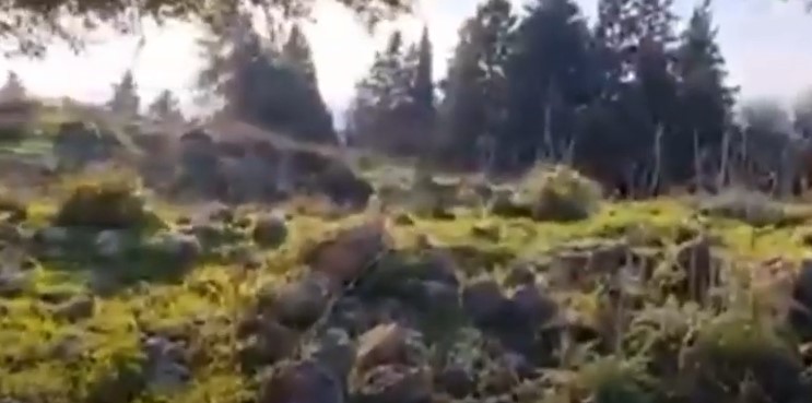 بالفيديو ..  تعرفو على قرية ام الزينات المهجرة من قرى حيفا