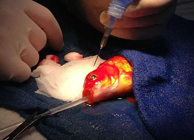 بالصور : عملية جراحية لسمكة لإزالة ورم سرطاني