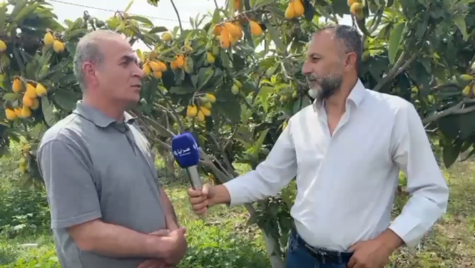 بالفيديو  ..  مزارعو فاكهة الأسكدنيا يطالبون بحماية المنتج ويطالبون بإنشاء مصنع عصير  