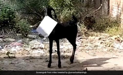 ماعز يسرق ملفات حكومية من مكتب في الهند