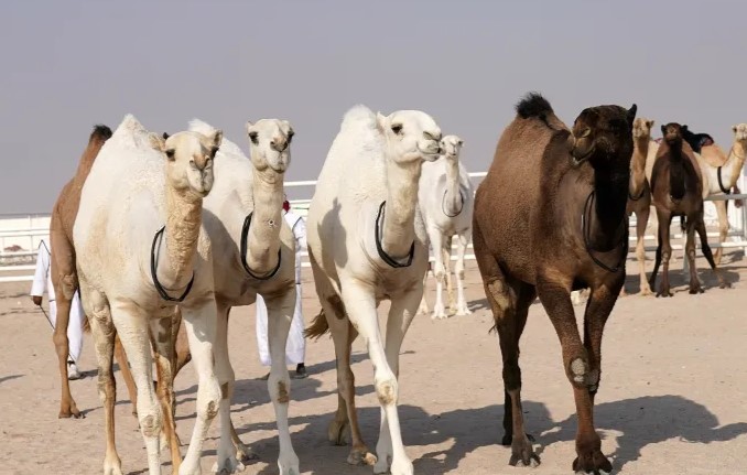 تأصيلا لمكانتها  ..  2024 عام الإبل في السعودية