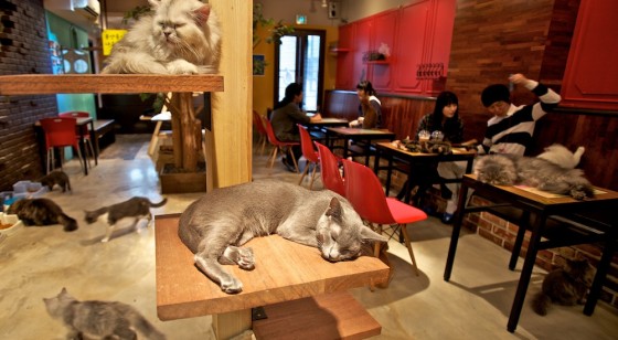 مقهى للقطط فقط في برلين
