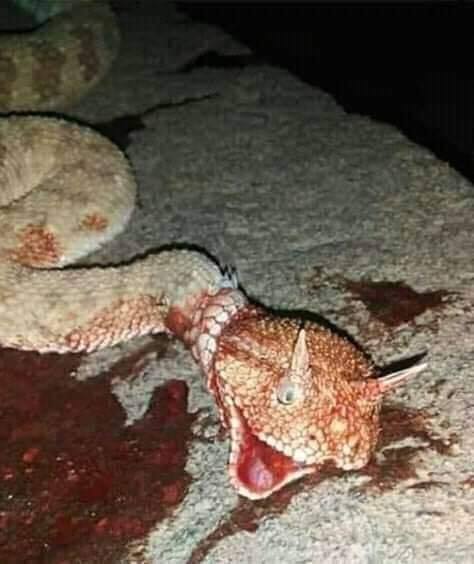 بالفيديو والصور  ..  أفعى بقرون الشيطان تثير الجدل قتلها مواطن في جديتا  ..  وخبير أفاعي يُفجر مفاجأة  