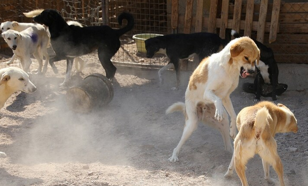 كريشان يوجه للبلديات بتخصيص أراض مناسبة لإيواء الكلاب الضالة   ..  تفاصيل 