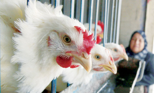 حماية المستهلك: ارتفاع سعر الدجاج الطازج من 170 قرشا إلى 240 قرشا دون "حسيب أو رقيب"