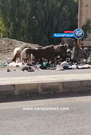 بالفيديو ..  مواطن يسخر من أكل أغنام من القمامة:"كيلو اللحمة بـ11 دينار  ..  صحتين وعافية"