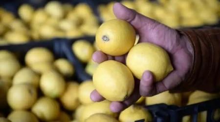 كيف تعرفين الليمون الذي يحتوي كمية وافرة من العصير