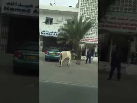 بالفيديو  ..  ثور هائج في أحد شوارع عمان ينطح المارة بعنف