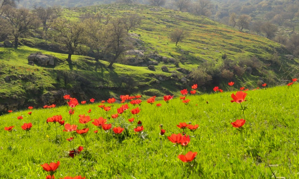 أجواء ربيعية معتدلة بوجه عام اليوم