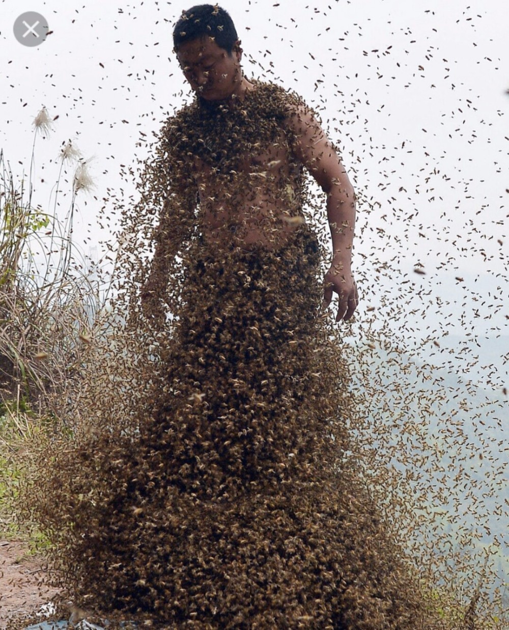 سرب من النحل يهاجم شاباً أمريكياً حتى الموت 