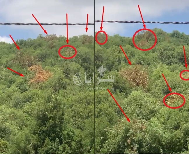 بالفيديو  ..  حالات جفاف لأشجار القيقب في عجلون والزراعة تتحرك لمعرفة السبب