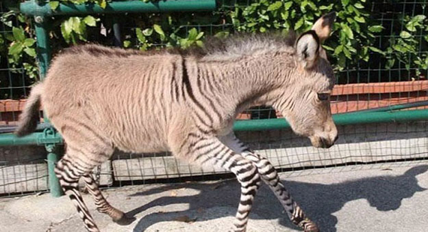 بالصور ..  تعرف على الحيوان العجيب zonkey