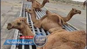 فيديو لجمال تنزف في السعودية ..  علقت بسياج حديدي