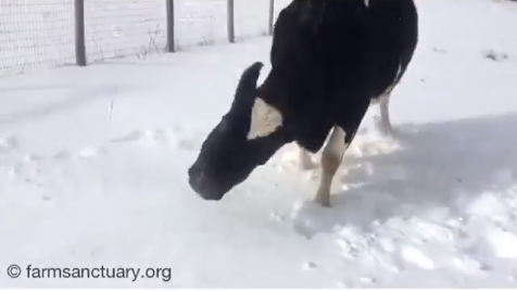 بالفيديو:شاهد تصرف بقرة ترى الثلج لأول مرة 