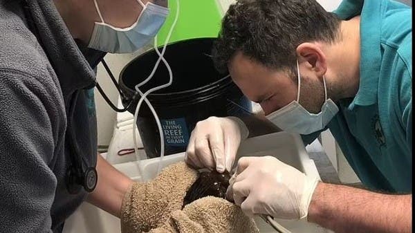 شاهد ..  سمكة تزور طبيب الأسنان بعد خسارة وزنها