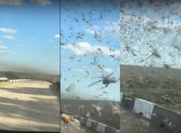 فيديو مخيف لأسراب الجراد تغطي السماء في هذه الدولة 