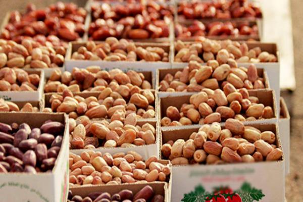موسم "تمور بريدة" يعلن بداية الصفقات المليونية