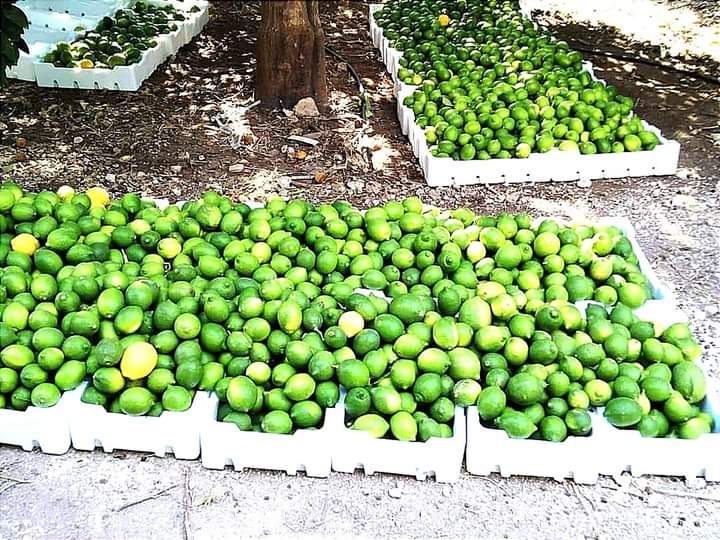 "برارة الحمضيات" ..  مصدر رزق لأسر معوزة بالأغوار الشمالية