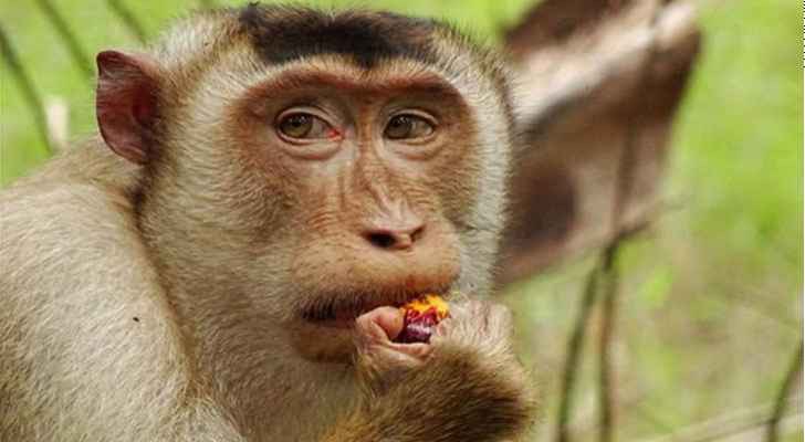 الصحة العالمية تطلب أسماء مقترحة لجدري القرود