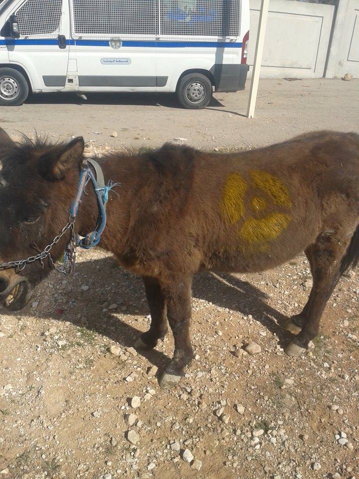 بالصور ..  ناشطون بالرمثا يرفضون المفاعل النووي برسالة على ظهر " حمار" 