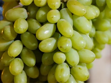فوائد العنب الأخضر للإمساك