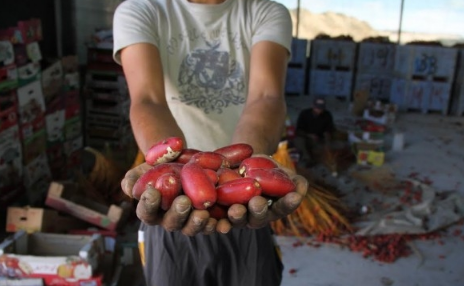 بالصور  ..  تصدير ثماره للضفة الغربية لأول مرة  ..  موسم قطف البلح الأحمر بغزة