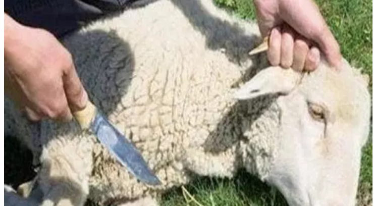 رجل يتفاجأ بما وجده في أمعاء الأضحية