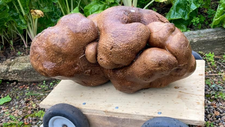 تبدد حلم زوجان نيوزيلنديان يعتقدان اكتشافهما أكبر حبة بطاطس بالعالم