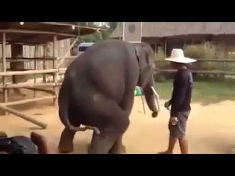 شاهد ..  حتى الفيلة ترقص على "غانغام ستايل"
