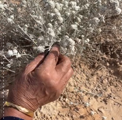 امرأة مسنّة توثّق قطف "الجعدة" وتؤكد: علاج فعّال لعدة أمراض  ..  فيديو 