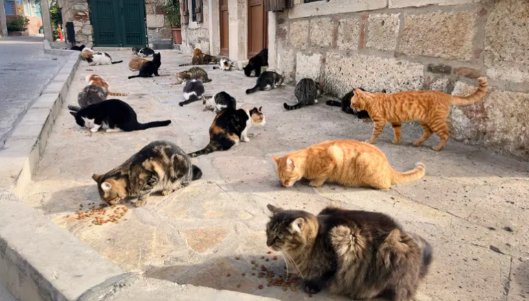 طفل يشعل غضب الجزائريين ..  شنق وعذب 15 قطا