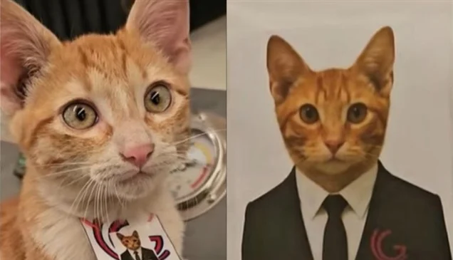 من التشرد إلى منصب المدير ..  قط مكسيكي يحصل على وظيفة الأحلام